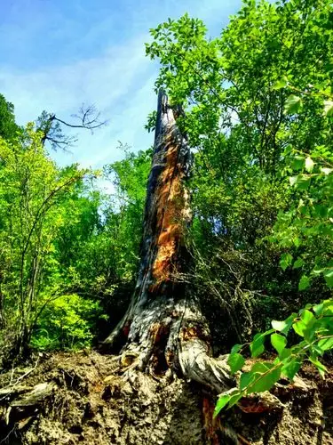 我看到的《大兴安岭原始森林》