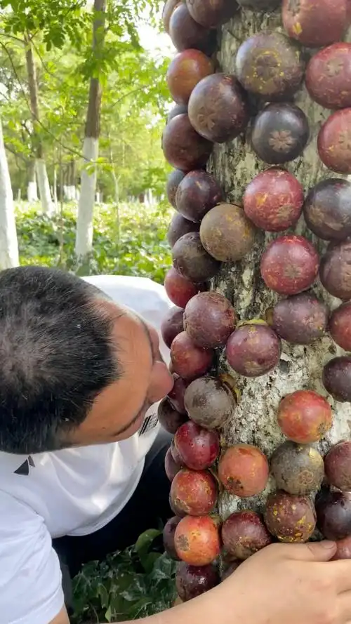 树上的山竹熟了