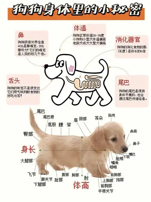 狗狗身体里的5个小秘密附身体详细构造图