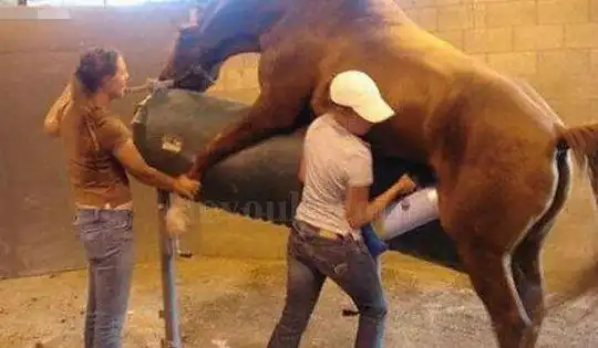 沉甸甸!人工取精"反目成仇"-第1张图片-中天博客