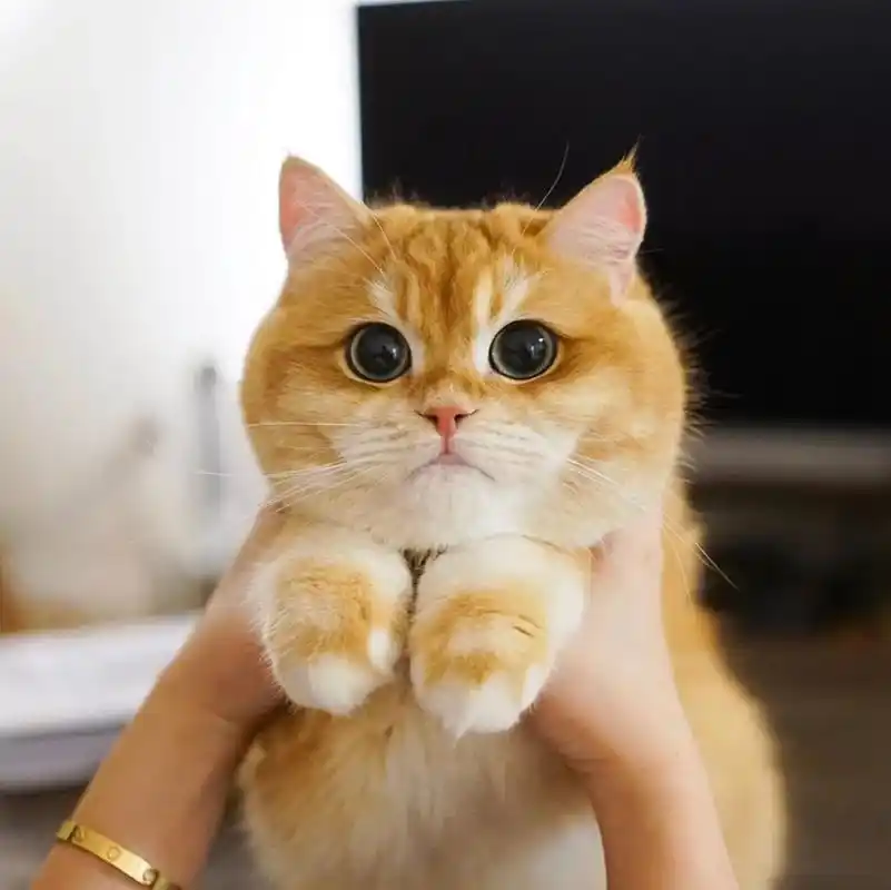金渐层大脸猫,谁能抵抗它的诱惑啊!