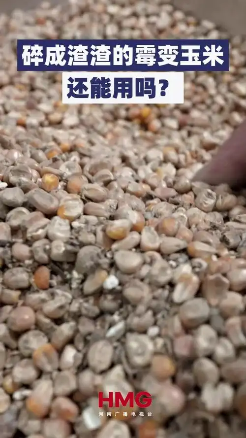 碎成渣渣的霉变玉米还能用吗?