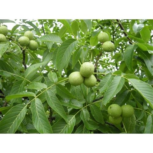 核桃树苗龙辰语核桃树苗纸皮薄皮文玩核桃苗地栽当年结果南方种植北方