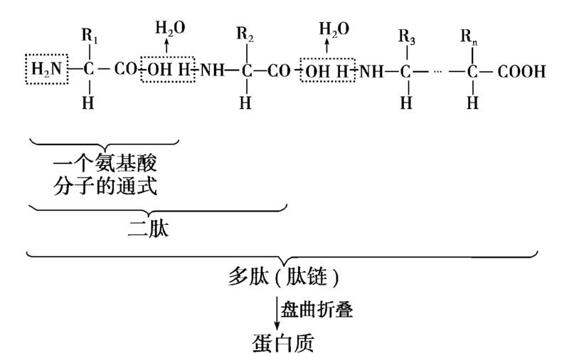 肽键的结构式可表示如下: 2.蛋白质的功能