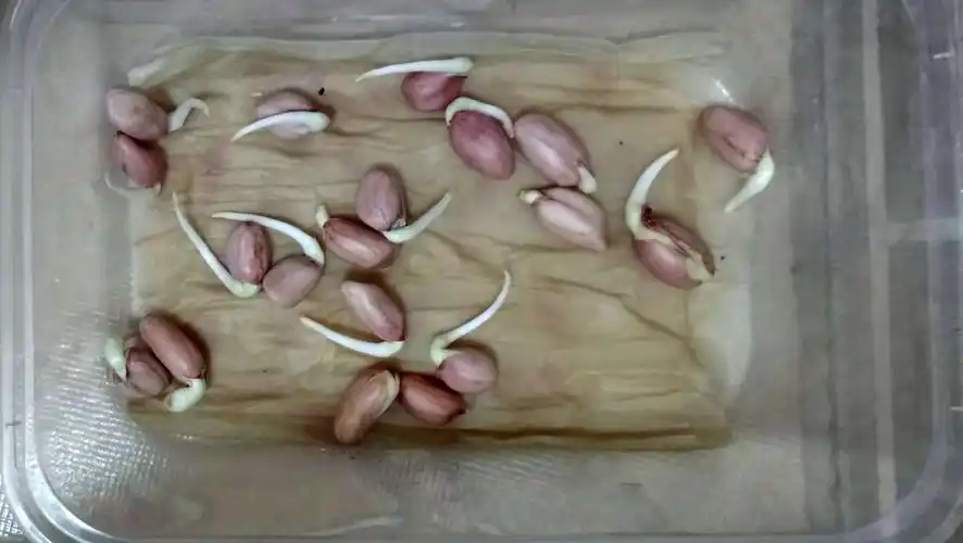 发芽第2天的花生种子