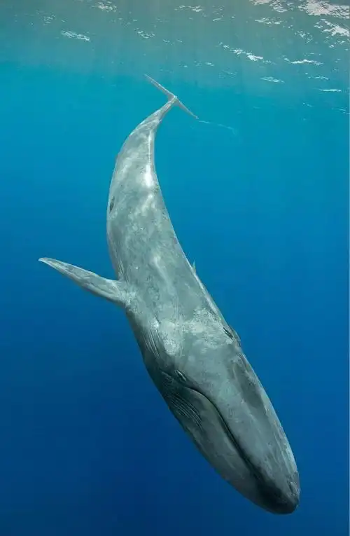 世界上最大的动物:蓝鲸