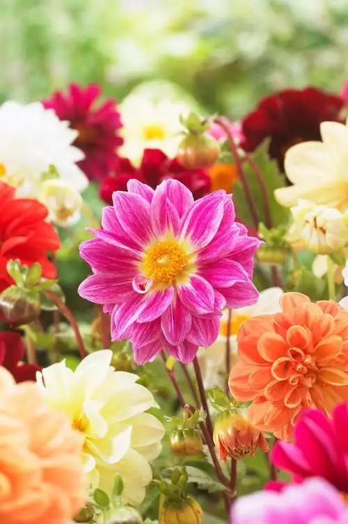 大丽花(dahlia pinnata cav.