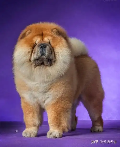 松狮犬金刚及小伙伴为之国人骄傲的战绩