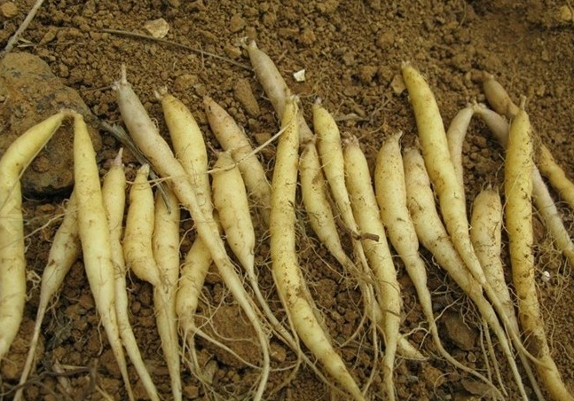 太子参_中医中药大全