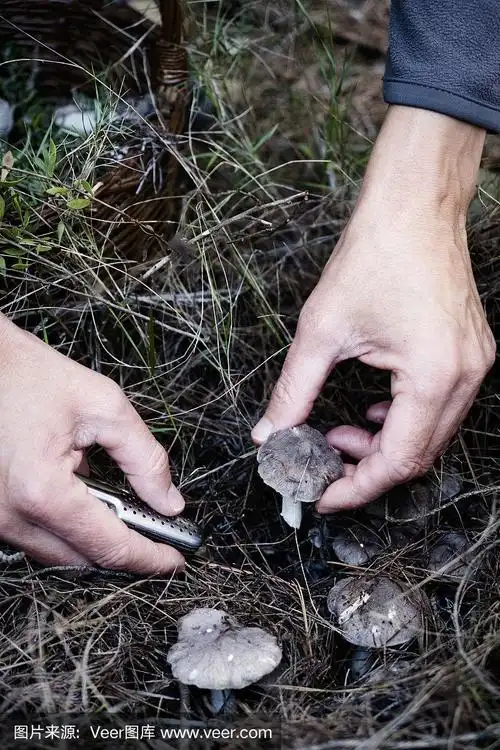 挑选灰色骑士蘑菇的人