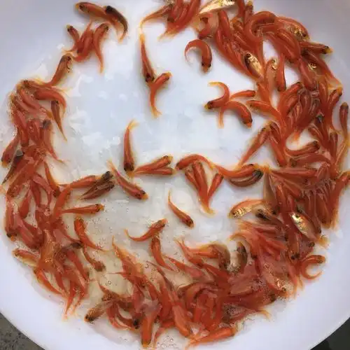 鲤鱼苗批发稻田鲤鱼苗养殖广西禾花鲤鱼苗健鲤丰鲤红鲤鱼苗价格