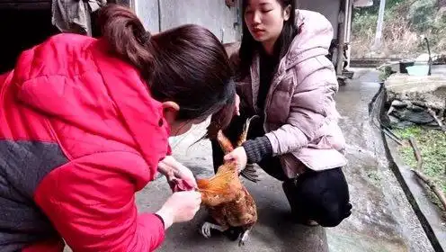 猪肉32块一斤太贵,农村姑娘杀鸡吃,理由太出乎意料了