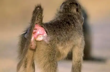 雄性和雌性狒狒是在新加坡动物园的石头上雌性狒狒猴子雄性和雌性狒狒