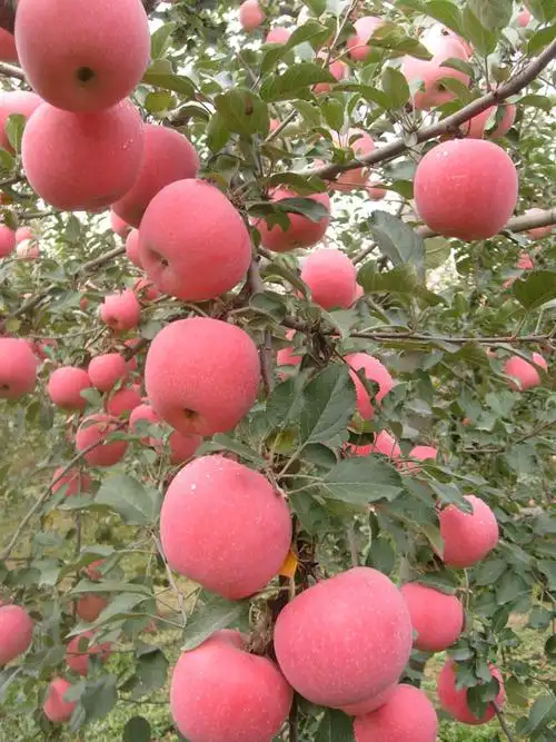 中国苹果之乡;甘肃,静宁 - 陈马村