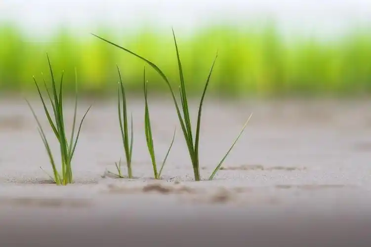 deutschland钢绞线性质草增长植物夏天户外绿色颜色沙简介壁纸细节:上