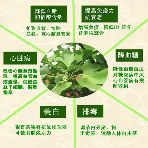 花之媒银杏茶正品银杏茶叶特级无毒银杏叶片茶买3包邮降压