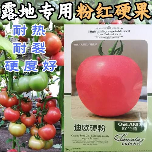 迪欧硬粉番茄种子欧兰德耐湿热耐裂耐运输硬果西红柿种籽露地专用