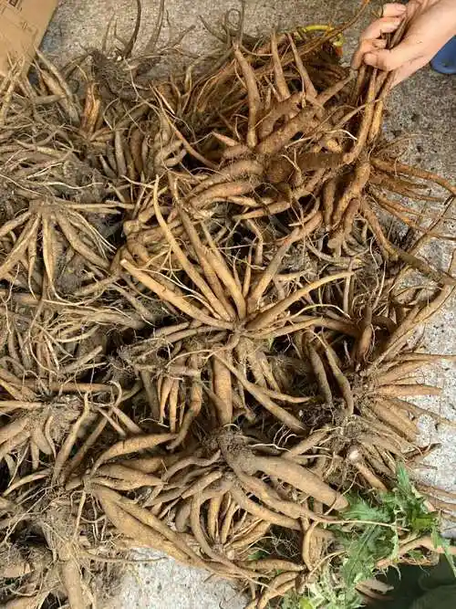 大蓟根中药材新鲜干货500克包邮野芥菜根刺蓟新货其他药食同源食品