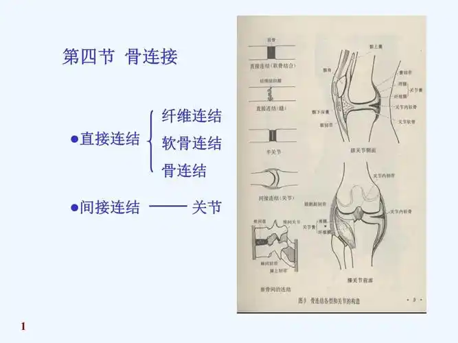《人体解剖生理学》第四章运动系统骨连接上海海洋大学吴文惠教授.ppt