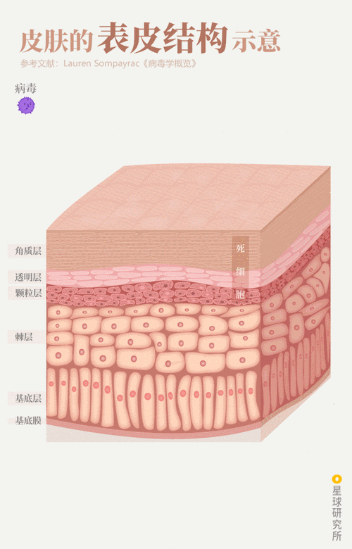 极难突破 几乎没有病毒 能从这里入侵 (手掌及脚掌皮肤的表皮结构示意