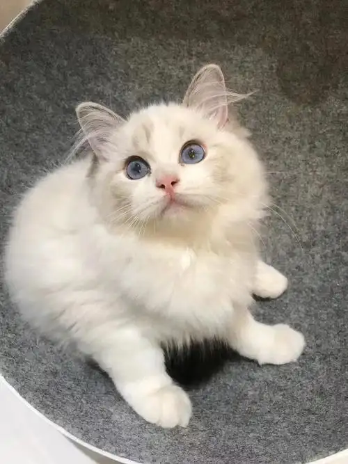 布偶猫小泡芙眼里有星辰大海