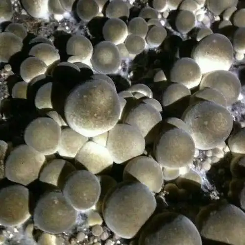 江苏省徐州市铜山区鲜草菇