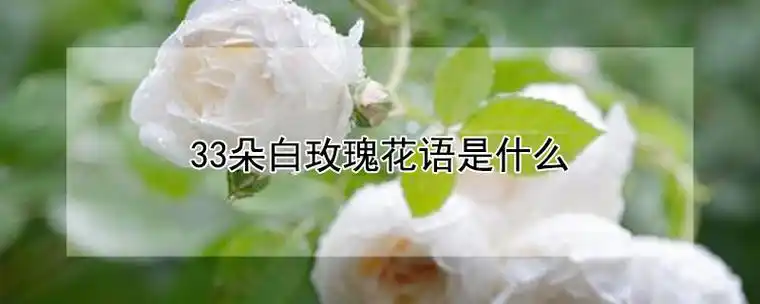 33朵白玫瑰花语是什么-农百科