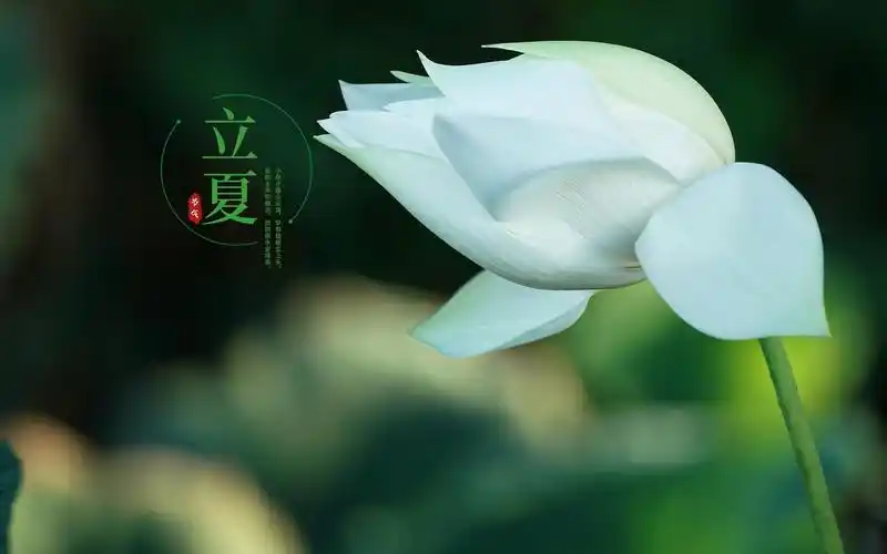 24时节立夏唯美诗意