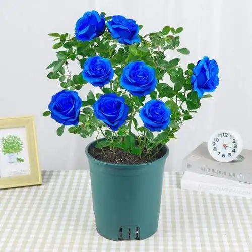 大花月季 蓝色妖姬老根 生长速度爬藤快