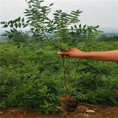 供应文冠果树苗粉花文冠果红花文冠果价格昌源苗圃