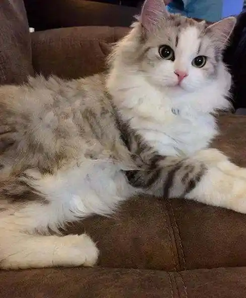 褴褛猫是个小胖子,这得益于他们结实而厚重的骨骼和丰富皮下脂肪