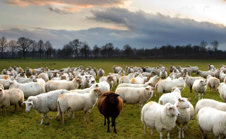 环球旅行第36站(澳大利亚3):骑在羊背上的国家