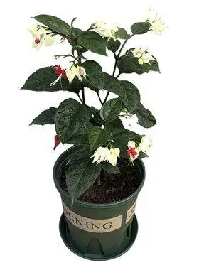 龙吐珠花苗 四季开花盆栽 麒麟九龙吐珠 珍珠宝莲苗 庭院阳台花卉