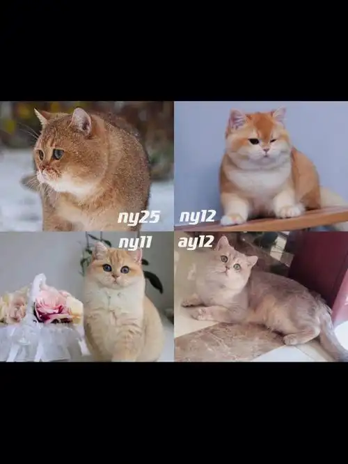 金渐层的色号区分