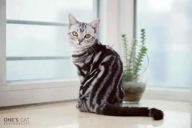 我想问一下我家的这个猫是美短虎斑吗?