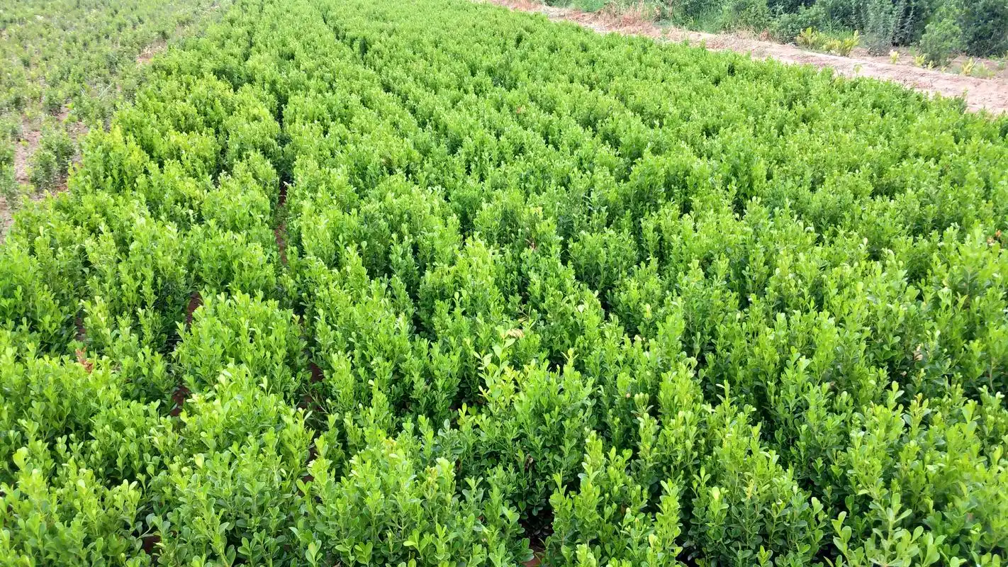 小叶黄杨高40至60公分