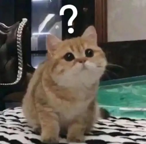 一些问号小猫表情包. 可爱又实用,存!