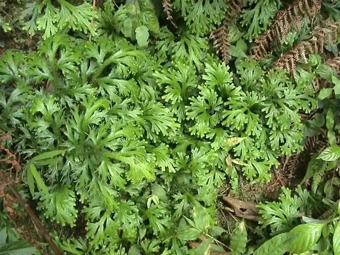 了解一味治癌草药,鼻咽癌,肺癌,消化道癌症,均可用治