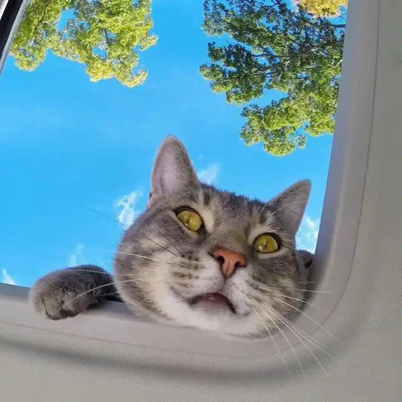 自拍猫manny头像精选 自拍猫manny和小伙伴的自拍日常.