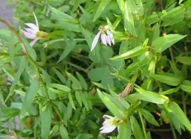 半枝莲的功效与作用(中药知识必学:半边莲)