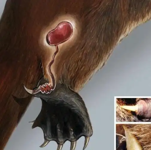 雄性为了交配长出毒刺,雌性又产卵又哺乳,鸭嘴兽到底有多离谱?