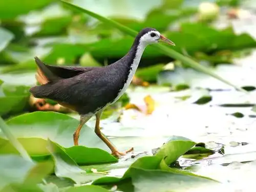 白面鸡仔叫声秒引母水鸡