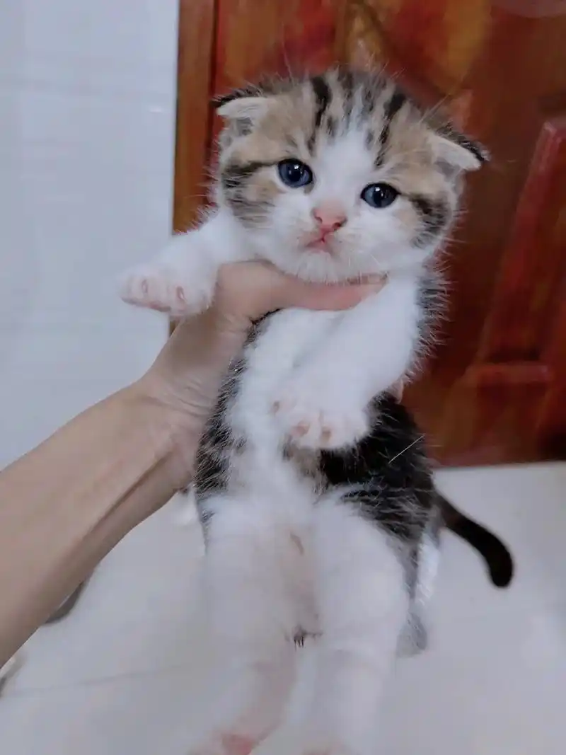 78自家繁殖美短  三花妹妹  特价出  找铲屎官#呆萌呆萌  - 抖音