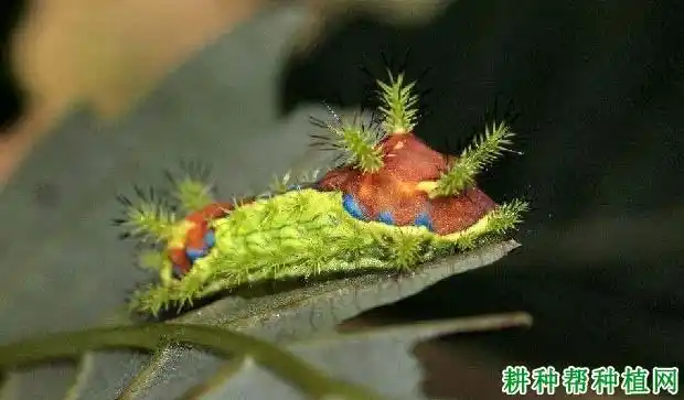 漫绿刺蛾刺蛾科