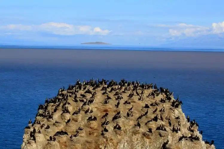 青海湖国家级自然保护区管理局组图普通鸬鹚