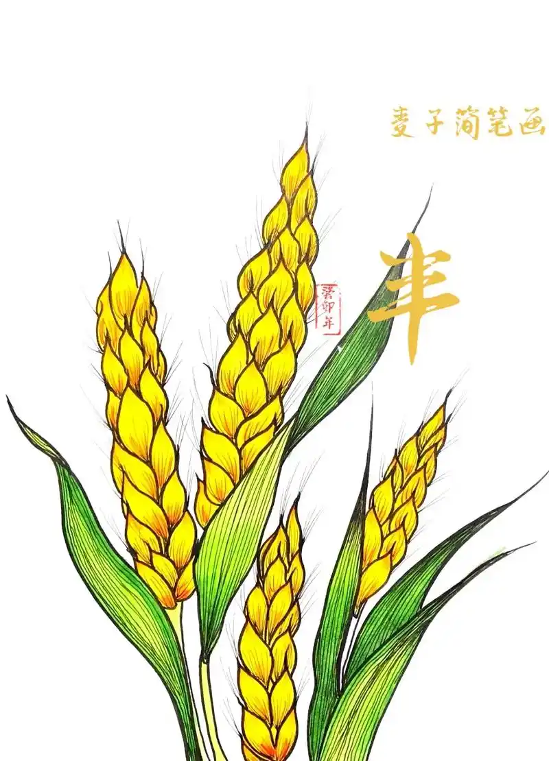 麦子简笔画简单