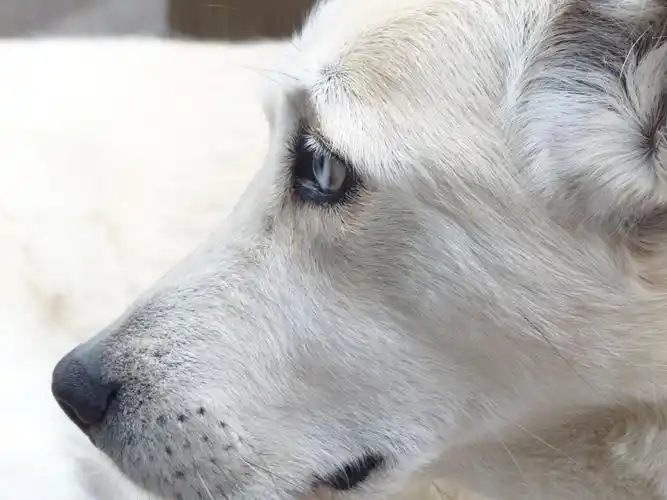 动物, 白色狗, 头, 鼻子, 宠物, 可爱, 肖像, 自然, 狗, 毛皮