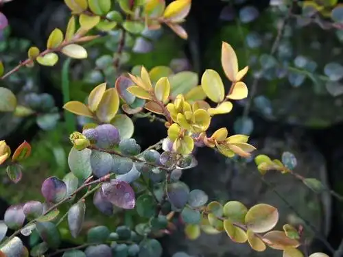 小叶紫檀和大叶紫檀的树苗图片