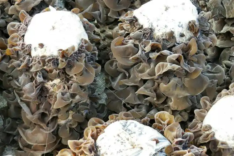 人工种植的黑木耳