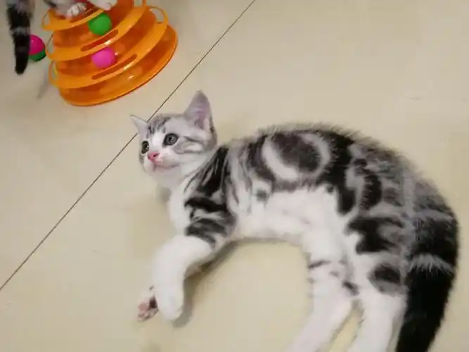 萌宠美短标斑加白小猫找新家